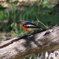 Petroica phoenicea at Paddys River, ACT - 26 Aug 2020