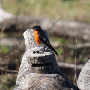 Petroica phoenicea at Paddys River, ACT - 26 Aug 2020