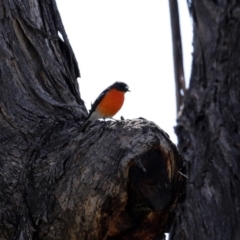 Petroica phoenicea at Paddys River, ACT - 26 Aug 2020