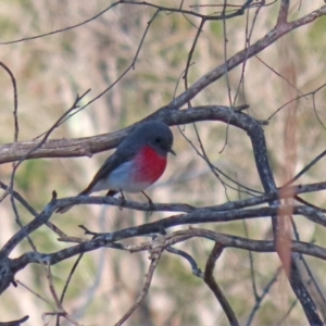 Petroica rosea at Tennent, ACT - 26 Aug 2020