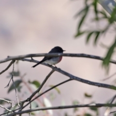 Petroica rosea at Tennent, ACT - 26 Aug 2020