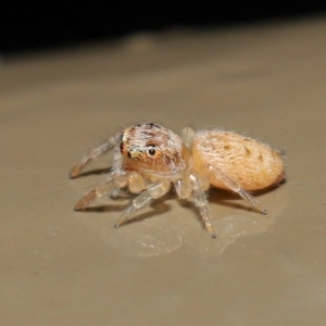 Opisthoncus sp. (genus) at Acton, ACT - 14 Aug 2020