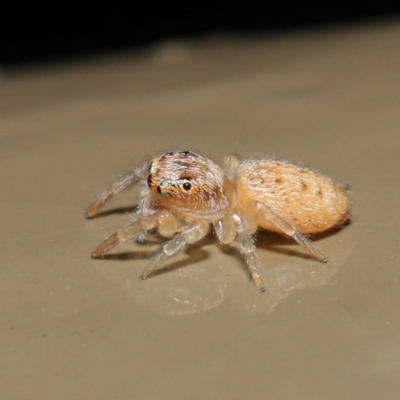 Opisthoncus sp. (genus) (Unidentified Opisthoncus jumping spider) at Acton, ACT - 14 Aug 2020 by TimL