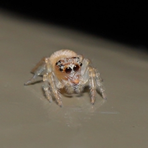 Opisthoncus sp. (genus) at Acton, ACT - 14 Aug 2020