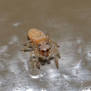 Opisthoncus sp. (genus) at Acton, ACT - 14 Aug 2020