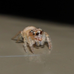 Opisthoncus sp. (genus) at Acton, ACT - 14 Aug 2020