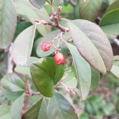 Cotoneaster glaucophyllus (Cotoneaster) at Latham, ACT - 27 Aug 2020 by tpreston