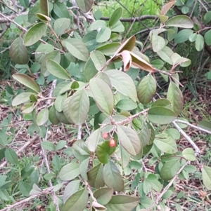 Cotoneaster glaucophyllus at Latham, ACT - 27 Aug 2020