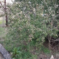 Cotoneaster glaucophyllus at Latham, ACT - 27 Aug 2020