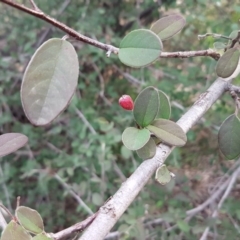 Cotoneaster pannosus (Cotoneaster) at Umbagong District Park - 27 Aug 2020 by tpreston