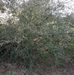 Cotoneaster pannosus at Latham, ACT - 27 Aug 2020