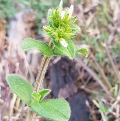 Cerastium glomeratum (Sticky Mouse-ear Chickweed) at Latham, ACT - 27 Aug 2020 by trevorpreston