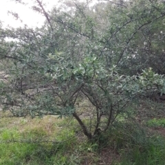 Pyracantha angustifolia at Latham, ACT - 27 Aug 2020