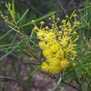 Acacia boormanii at Latham, ACT - 27 Aug 2020 04:41 PM