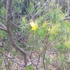 Acacia boormanii at Latham, ACT - 27 Aug 2020 04:41 PM