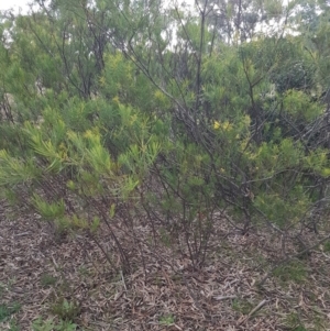 Acacia boormanii at Latham, ACT - 27 Aug 2020 04:41 PM