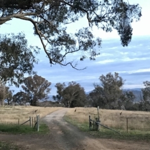 Macropus giganteus at Hawker, ACT - 10 Jul 2020