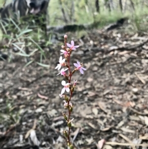 Stylidium sp. at Aranda, ACT - 20 Apr 2020 08:10 AM