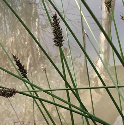 Carex tereticaulis (Poongort) at Majura, ACT - 27 Aug 2020 by JaneR