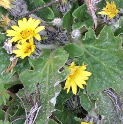 Cymbonotus sp. (preissianus or lawsonianus) (Bears Ears) at Majura, ACT - 27 Aug 2020 by JaneR