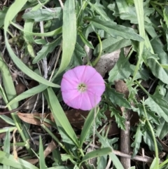 Convolvulus angustissimus subsp. angustissimus (Australian Bindweed) at The Pinnacle - 13 Apr 2020 by annamacdonald