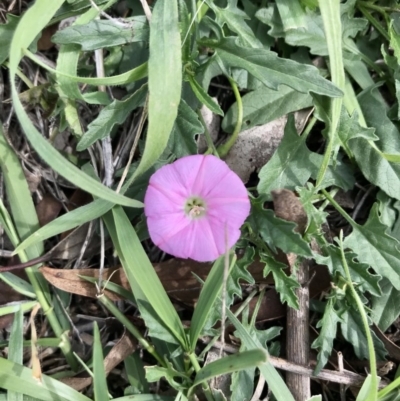 Convolvulus angustissimus subsp. angustissimus (Australian Bindweed) at Holt, ACT - 13 Apr 2020 by annamacdonald