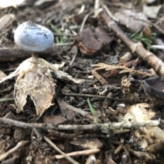 Geastrum tenuipes (An earthstar) at Broughton Vale, NSW - 27 Aug 2020 by Nivlek