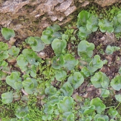 Lunularia cruciata (A thallose liverwort) at Tuggeranong Hill - 18 Mar 2020 by michaelb