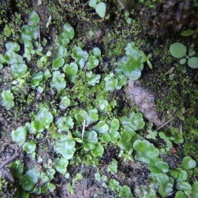 Lunularia cruciata (A thallose liverwort) at Conder, ACT - 18 Mar 2020 by MichaelBedingfield