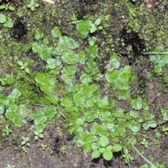 Lunularia cruciata at Conder, ACT - 18 Mar 2020 07:17 PM