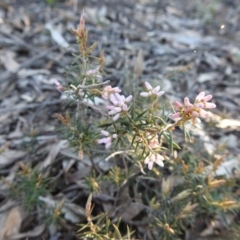 Lissanthe strigosa subsp. subulata (Peach Heath) at Belanglo, NSW - 27 Aug 2020 by GlossyGal