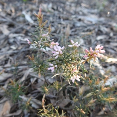 Lissanthe strigosa subsp. subulata (Peach Heath) at Belanglo, NSW - 27 Aug 2020 by GlossyGal