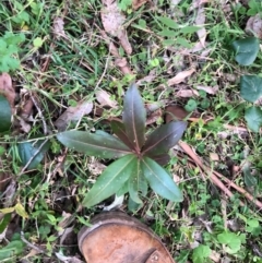 Myrsine variabilis (Variable Muttonwood) at Wattamolla, NSW - 24 Aug 2020 by WattaWanderer