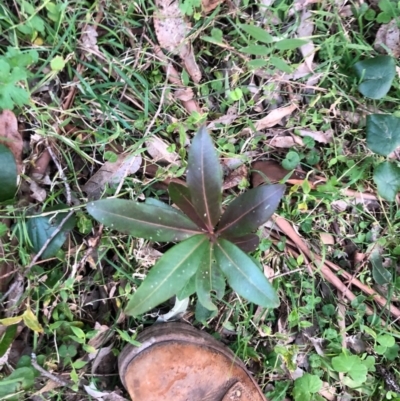Myrsine variabilis (Variable Muttonwood) at Wattamolla, NSW - 24 Aug 2020 by WattaWanderer