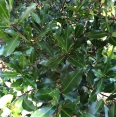 Unidentified Other Tree at Wattamolla, NSW - 25 Aug 2020 by WattaWanderer