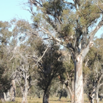 Eucalyptus blakelyi (Blakely's Red Gum) at Gordon, ACT - 28 Jun 2020 by MichaelBedingfield