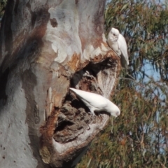 Cacatua sanguinea (Little Corella) at Lanyon - northern section - 28 Jun 2020 by michaelb