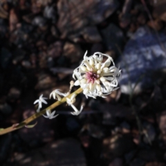 Stackhousia monogyna (Creamy Candles) at O'Connor, ACT - 27 Aug 2020 by ConBoekel