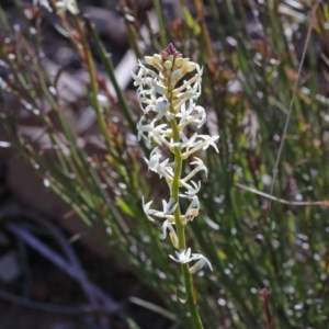 Stackhousia monogyna at O'Connor, ACT - 28 Aug 2020 09:26 AM