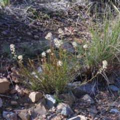 Stackhousia monogyna at O'Connor, ACT - 28 Aug 2020 09:26 AM