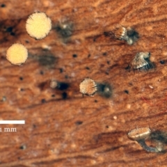 Hymenotorrendiella eucalypti at Acton, ACT - 31 May 1992 by Heino1