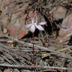 Caladenia fuscata (Dusky Fingers) at Gossan Hill - 27 Aug 2020 by ConBoekel