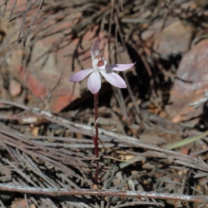 Caladenia fuscata at Bruce, ACT - suppressed