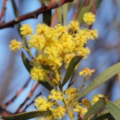 Acacia rubida (Red-stemmed Wattle, Red-leaved Wattle) at Bruce, ACT - 27 Aug 2020 by ConBoekel