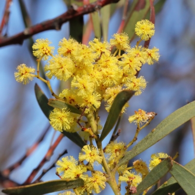 Acacia rubida (Red-stemmed Wattle, Red-leaved Wattle) at Gossan Hill - 26 Aug 2020 by ConBoekel