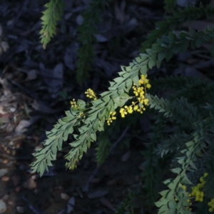 Acacia vestita at Bruce, ACT - 27 Aug 2020