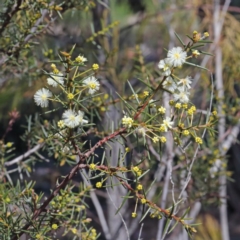 Acacia genistifolia (Early Wattle) at Bruce, ACT - 27 Aug 2020 by ConBoekel