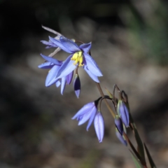 Stypandra glauca (Nodding Blue Lily) at Bruce, ACT - 27 Aug 2020 by ConBoekel