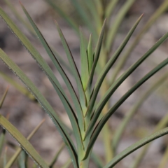 Stypandra glauca at Bruce, ACT - 27 Aug 2020