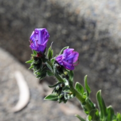 Echium plantagineum (Paterson's Curse) at Gossan Hill - 26 Aug 2020 by ConBoekel